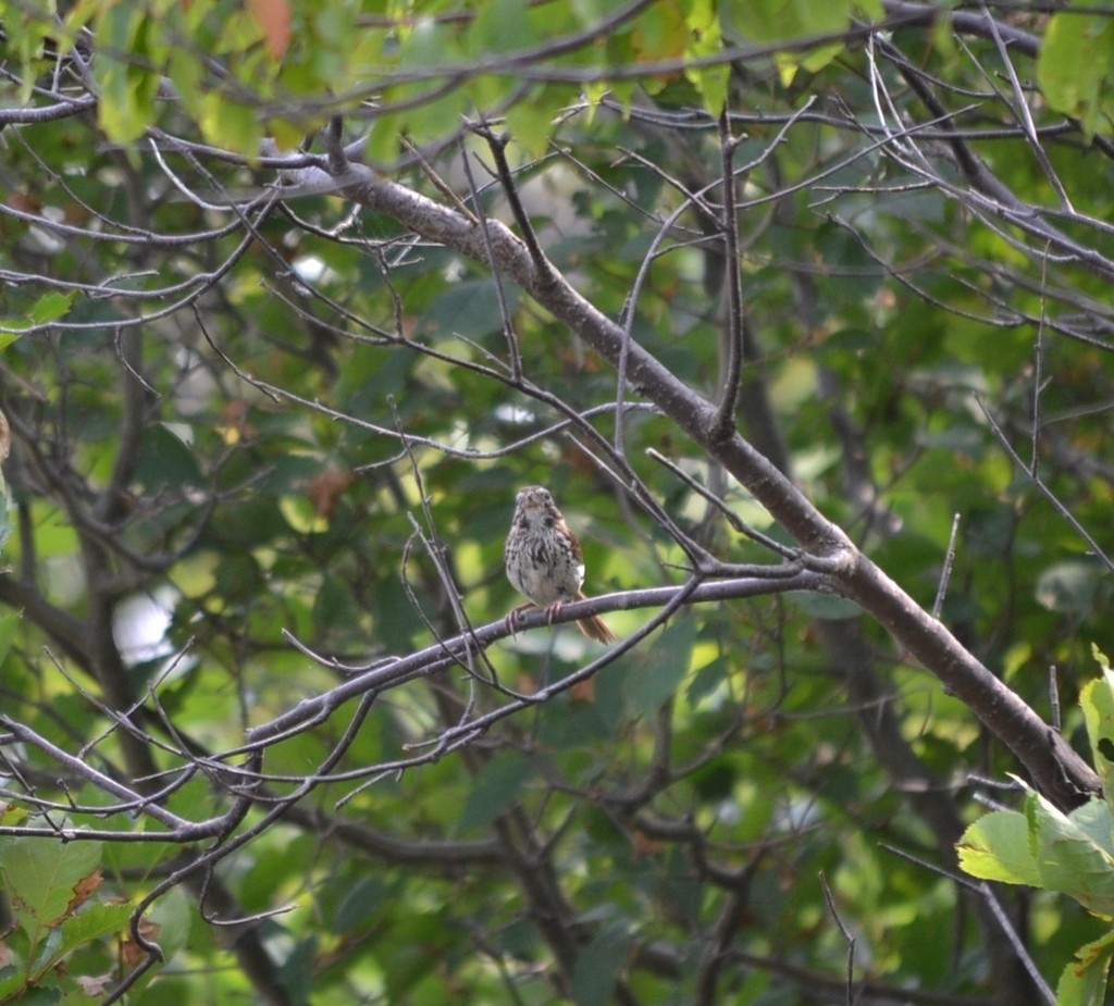 Song Sparrow - ML646866396
