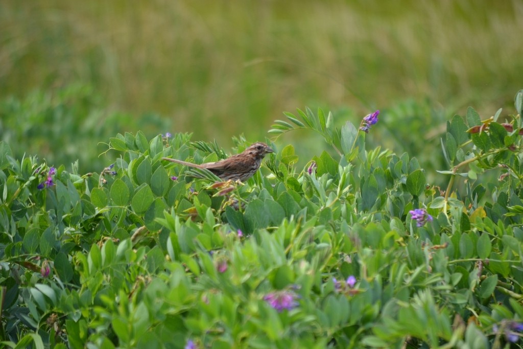 Song Sparrow - ML646866397