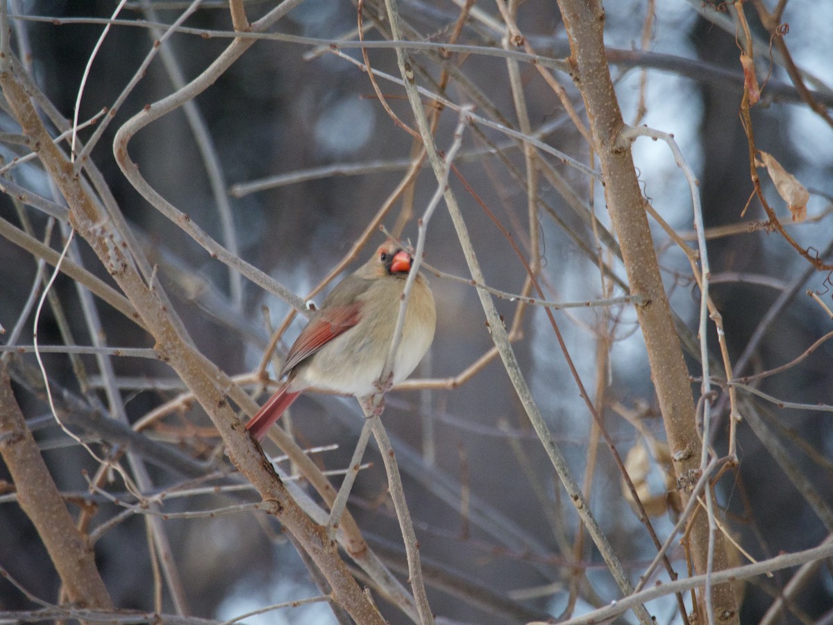 Northern Cardinal - ML646866399