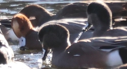 Свищ євразійський - ML646866404