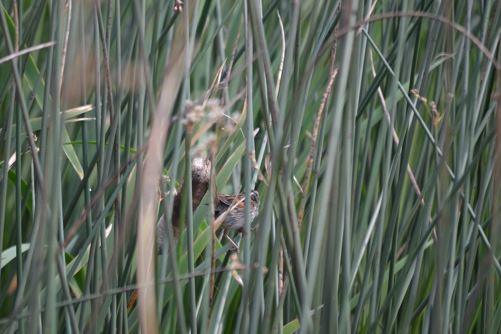 Swamp Sparrow - ML646866409