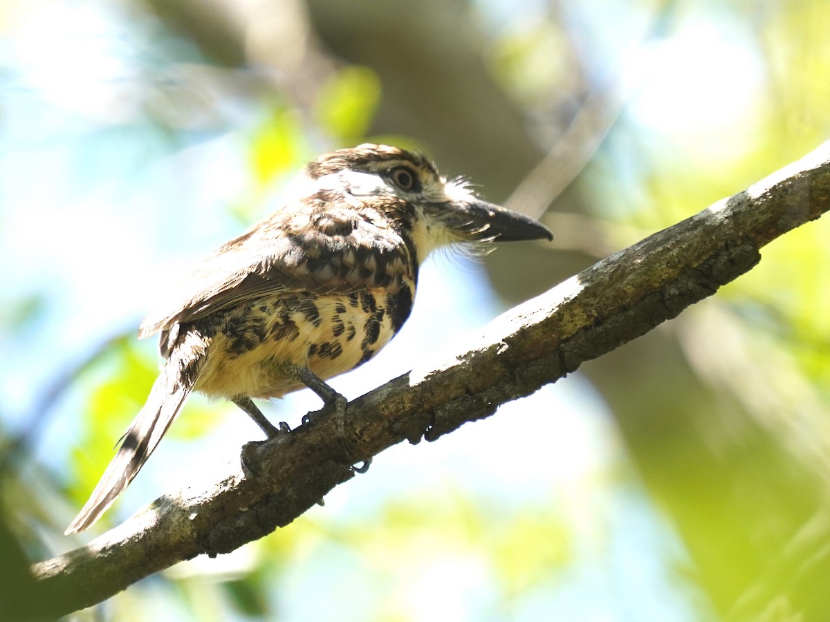 Two-banded Puffbird - ML646866410