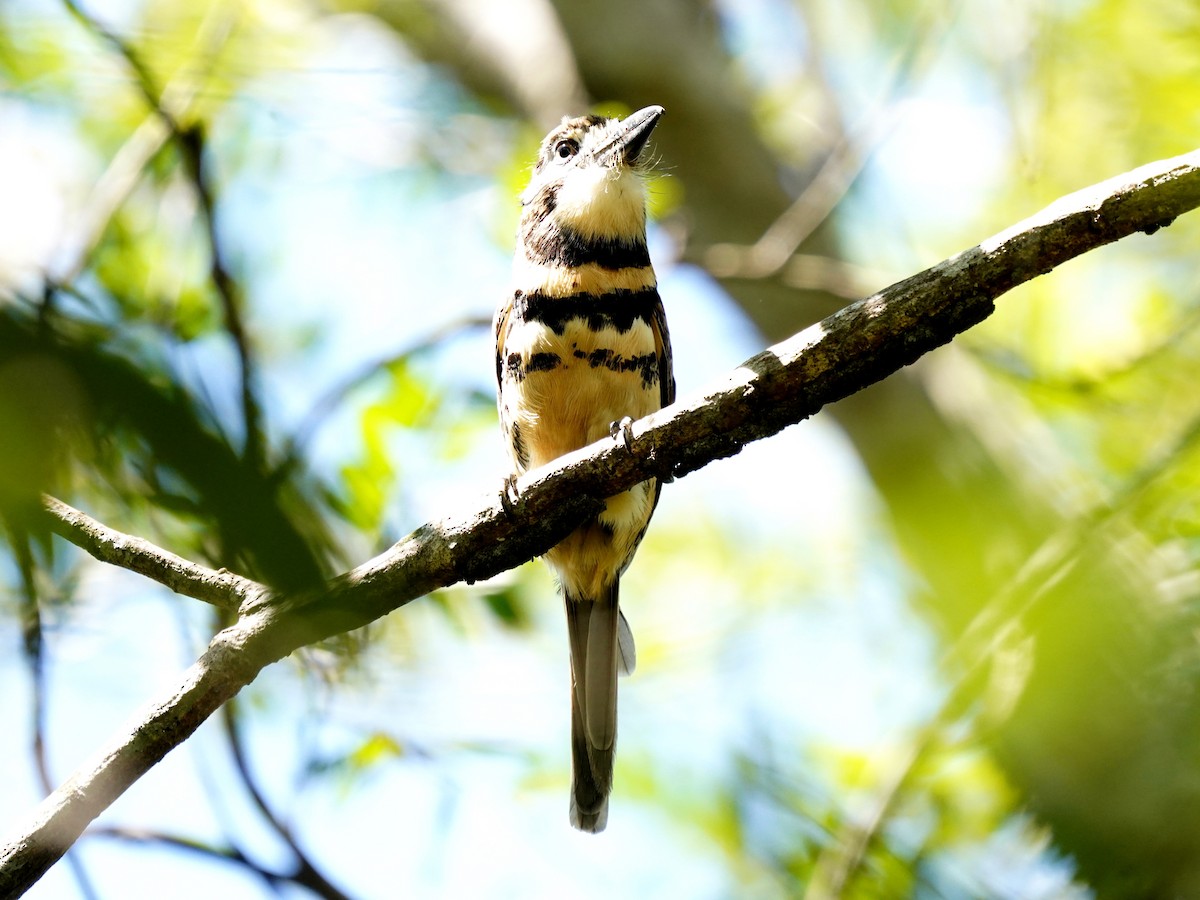Two-banded Puffbird - ML646866411