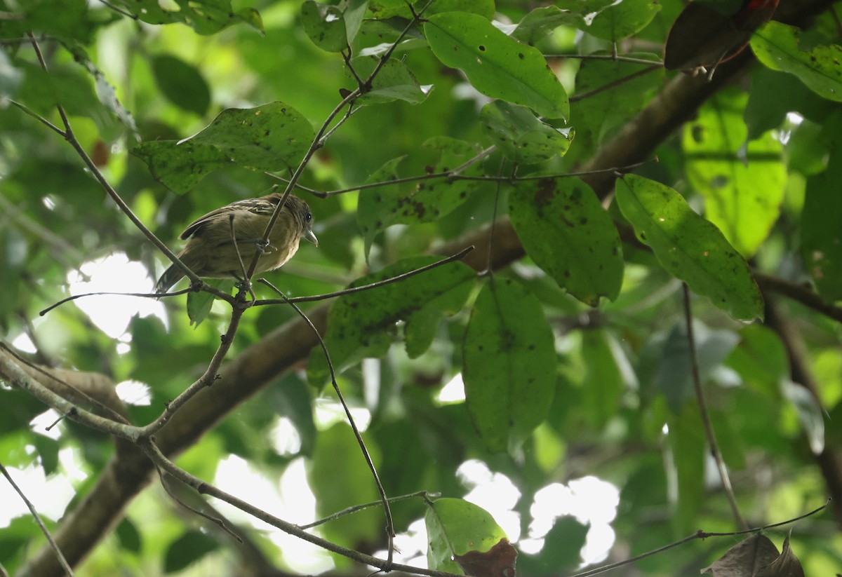 svartnakkemaurvarsler - ML646866412