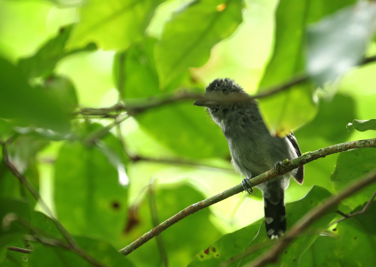 svartnakkemaurvarsler - ML646866413