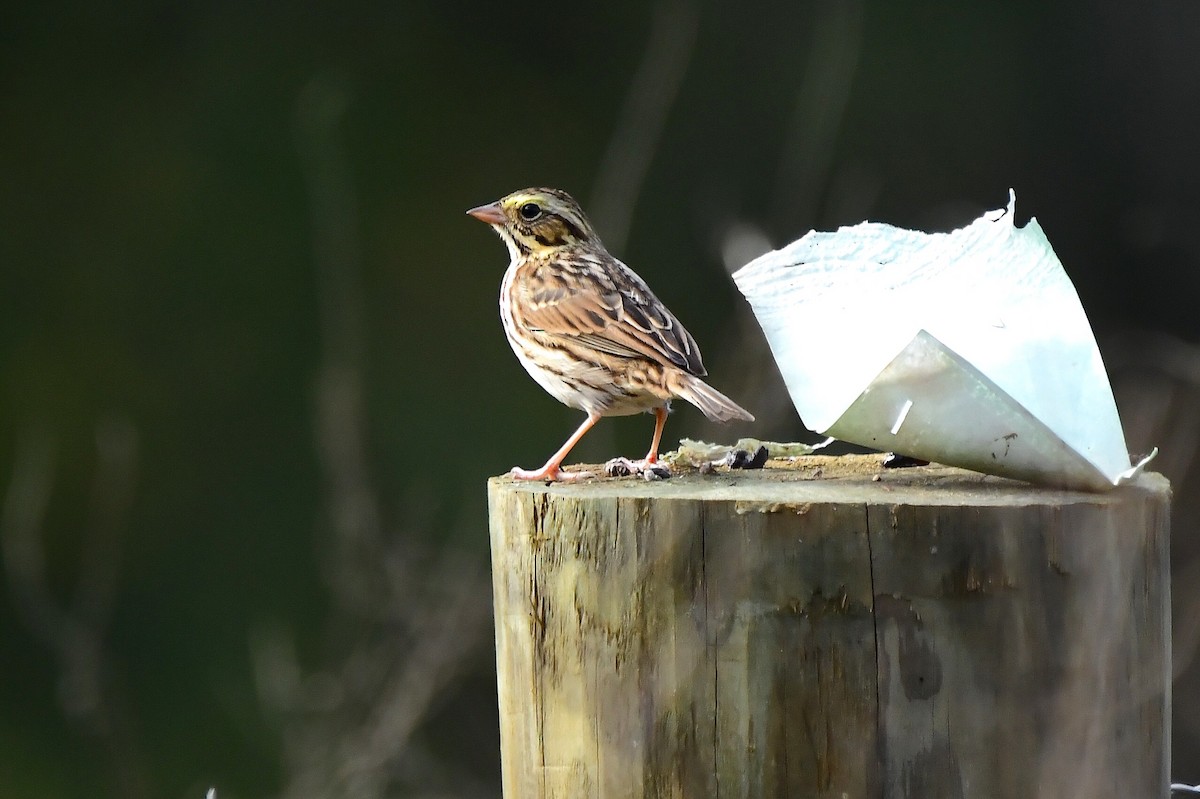 Саванная овсянка - ML646866415