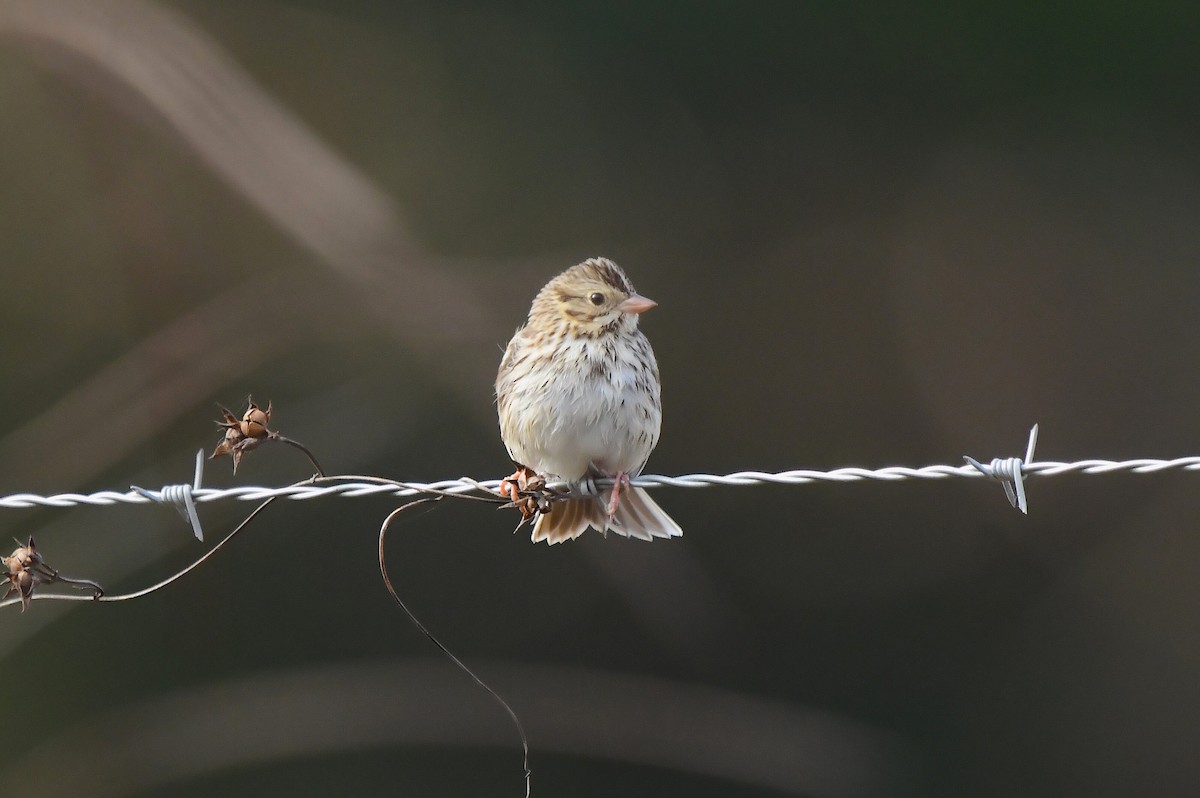 Саванная овсянка - ML646866416