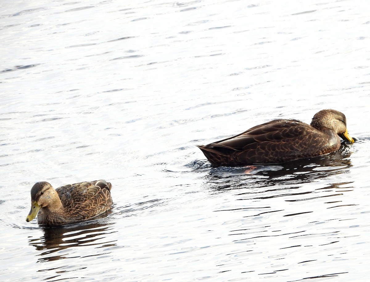 Ánade Sombrío - ML646866419