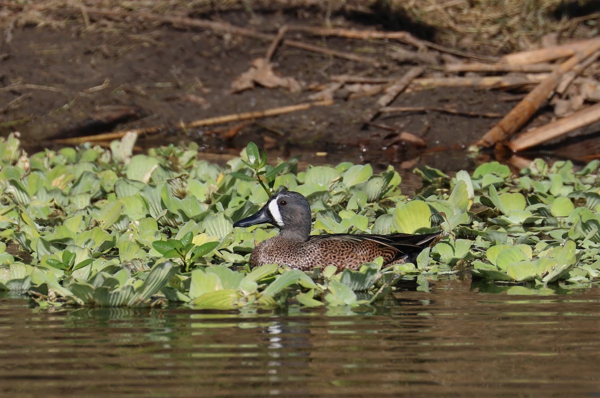 Blauflügelente - ML646866420