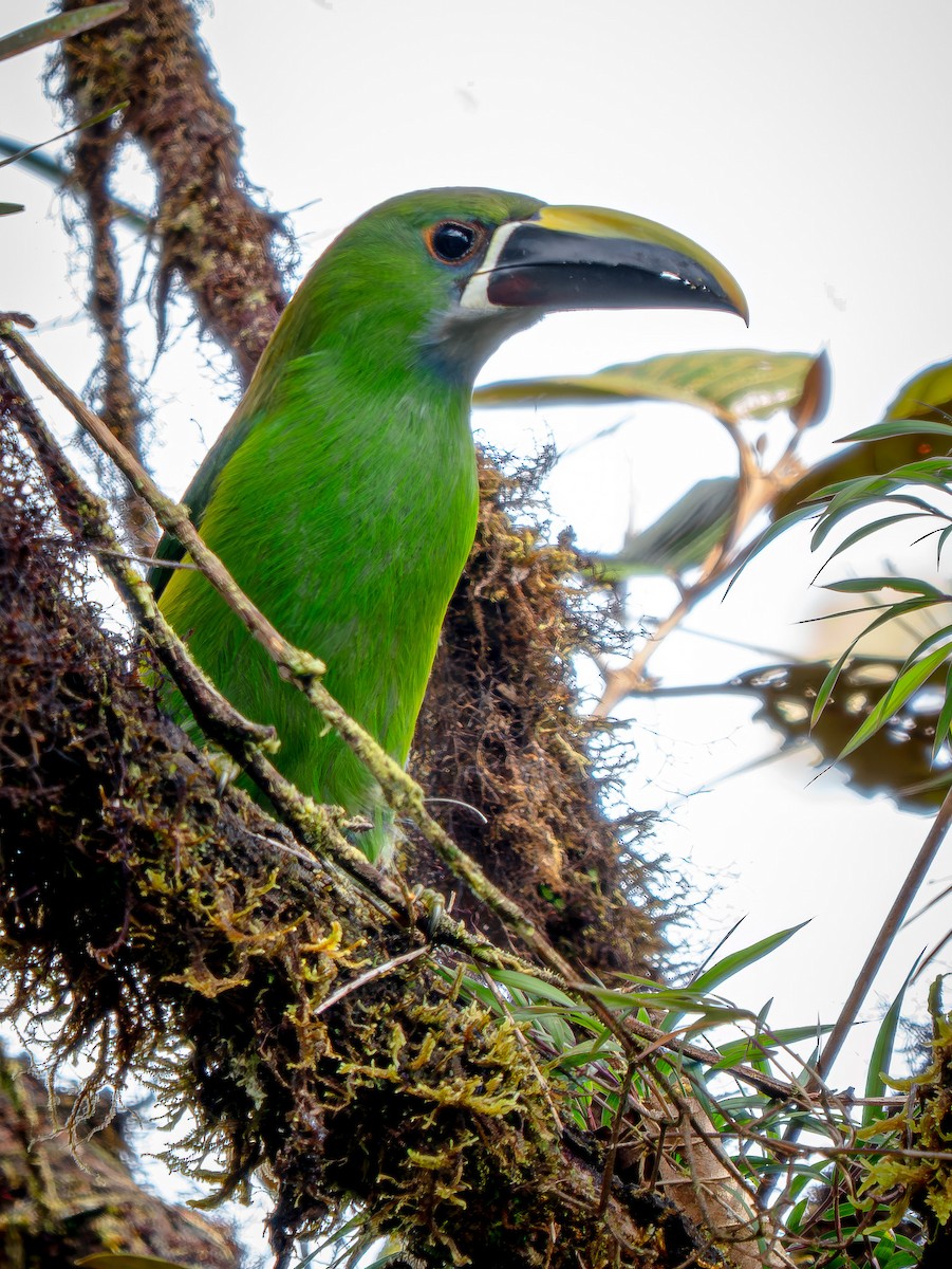 Southern Emerald-Toucanet (Andean) - ML646866421