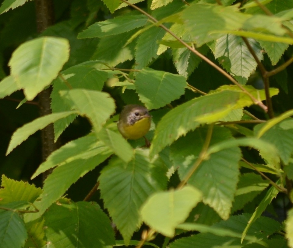 Common Yellowthroat - ML646866422
