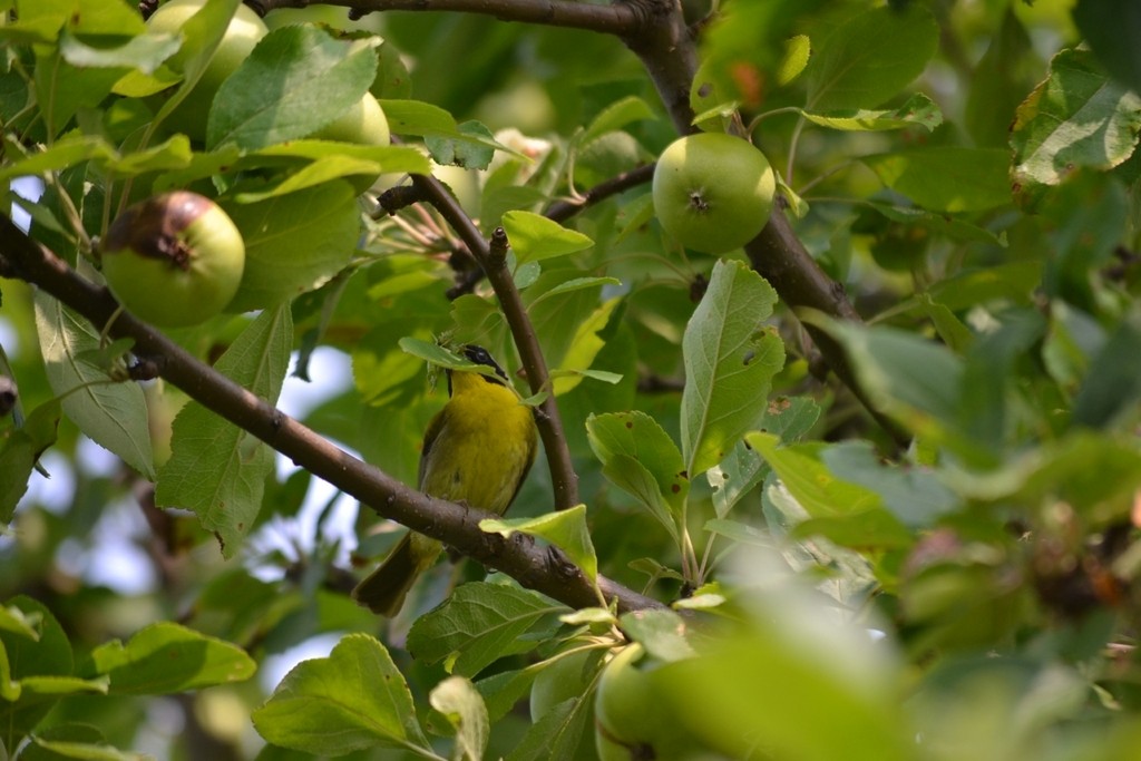 Common Yellowthroat - ML646866424