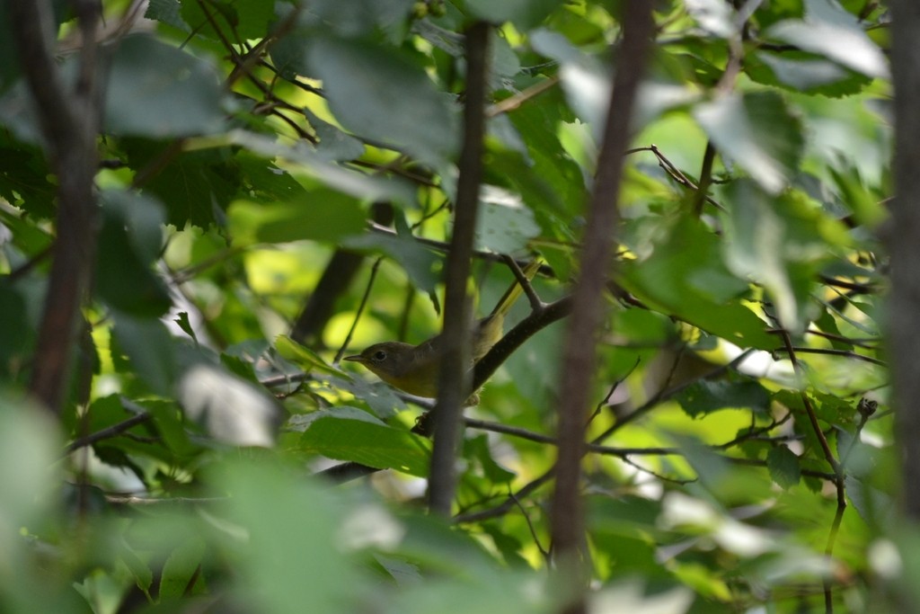 Common Yellowthroat - ML646866425