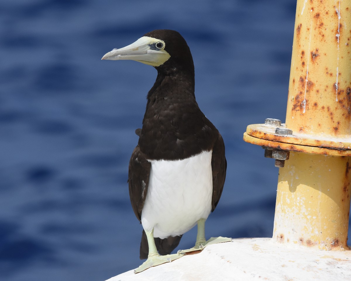 Fou brun - ML646866426