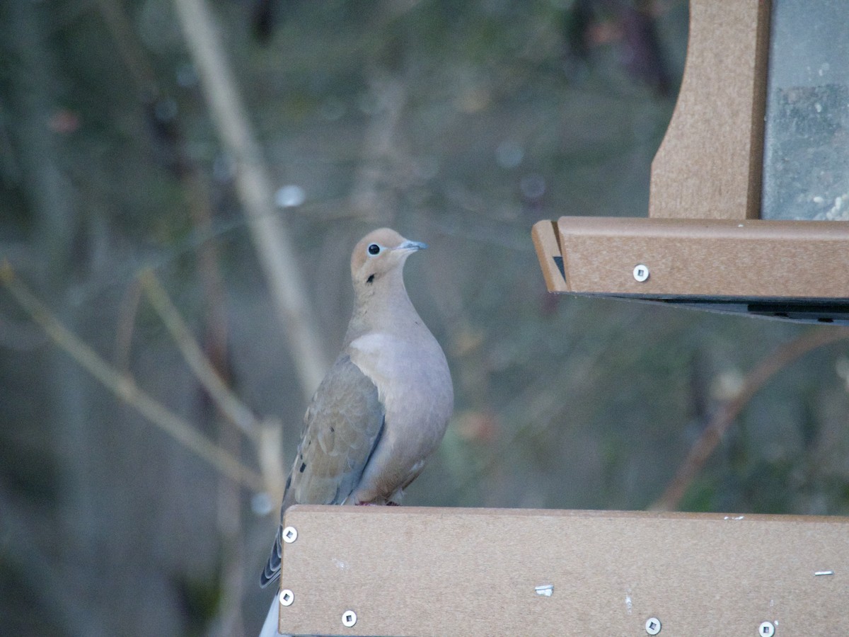 Mourning Dove - ML646866427