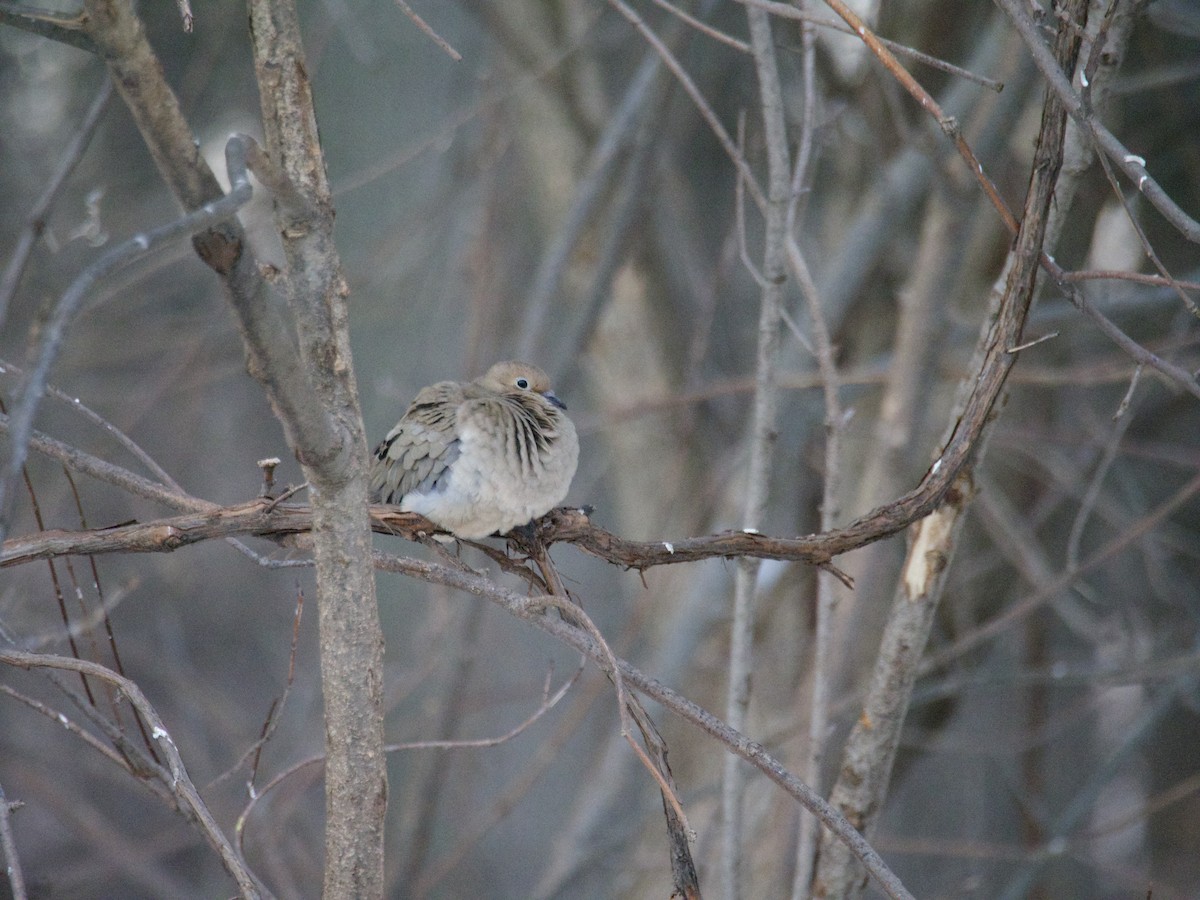 Mourning Dove - ML646866429