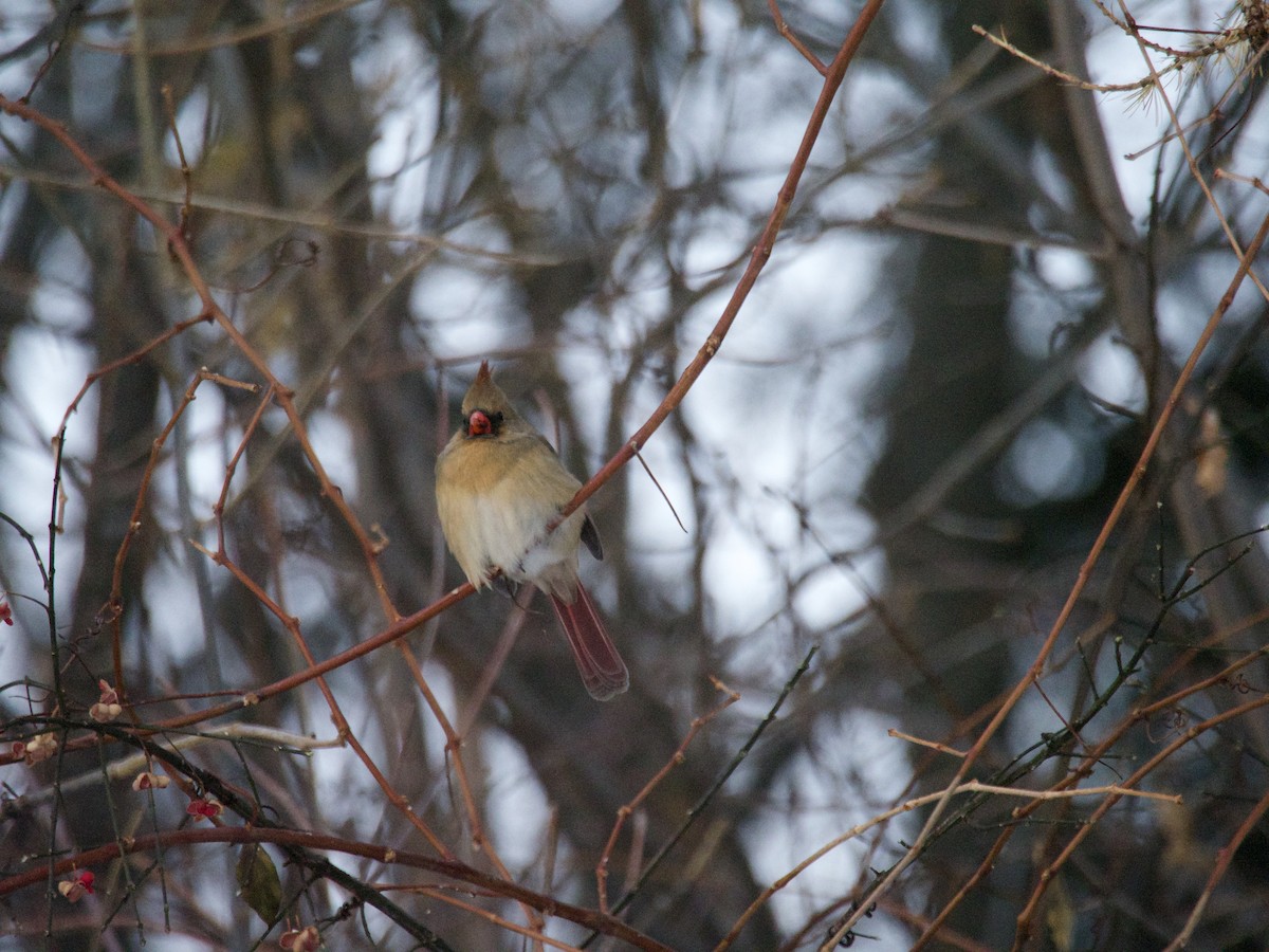 Northern Cardinal - ML646866433