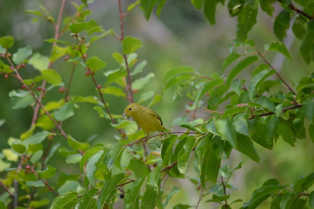 Northern Yellow Warbler - ML646866434