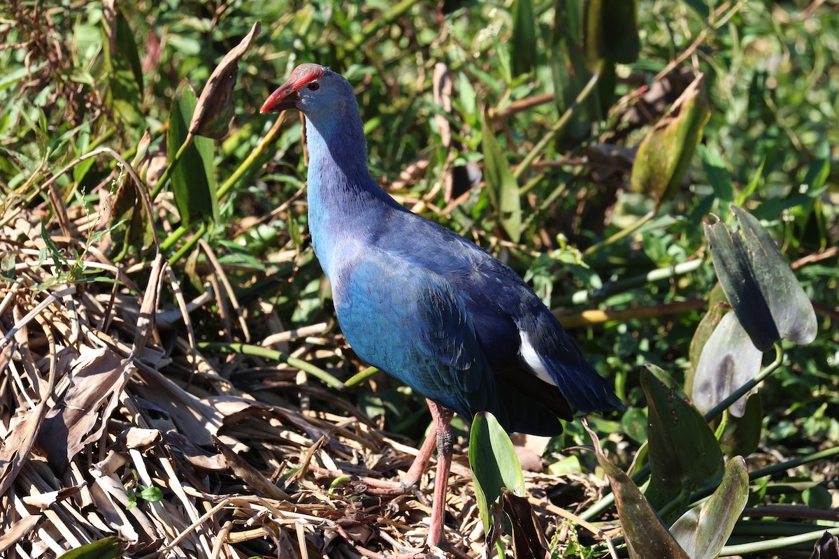 Graukopf-Purpurhuhn - ML646866435