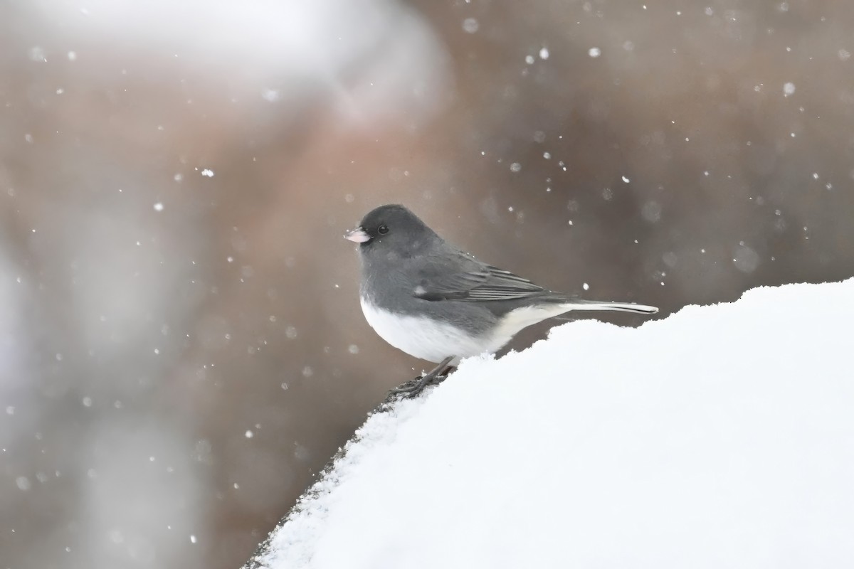 Dark-eyed Junco - ML646866437