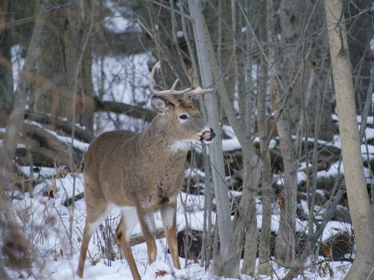 White-tailed Deer - ML646866438