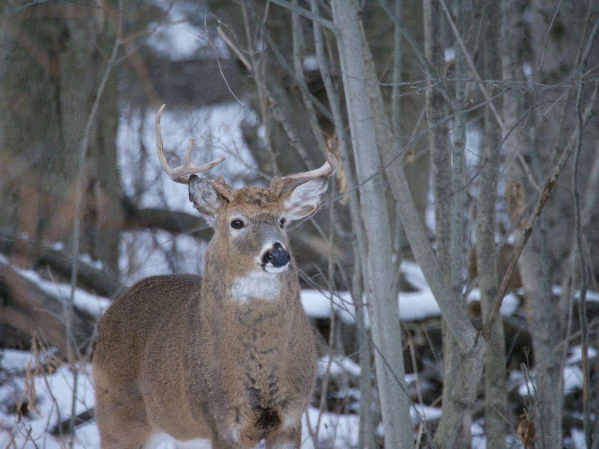 White-tailed Deer - ML646866439