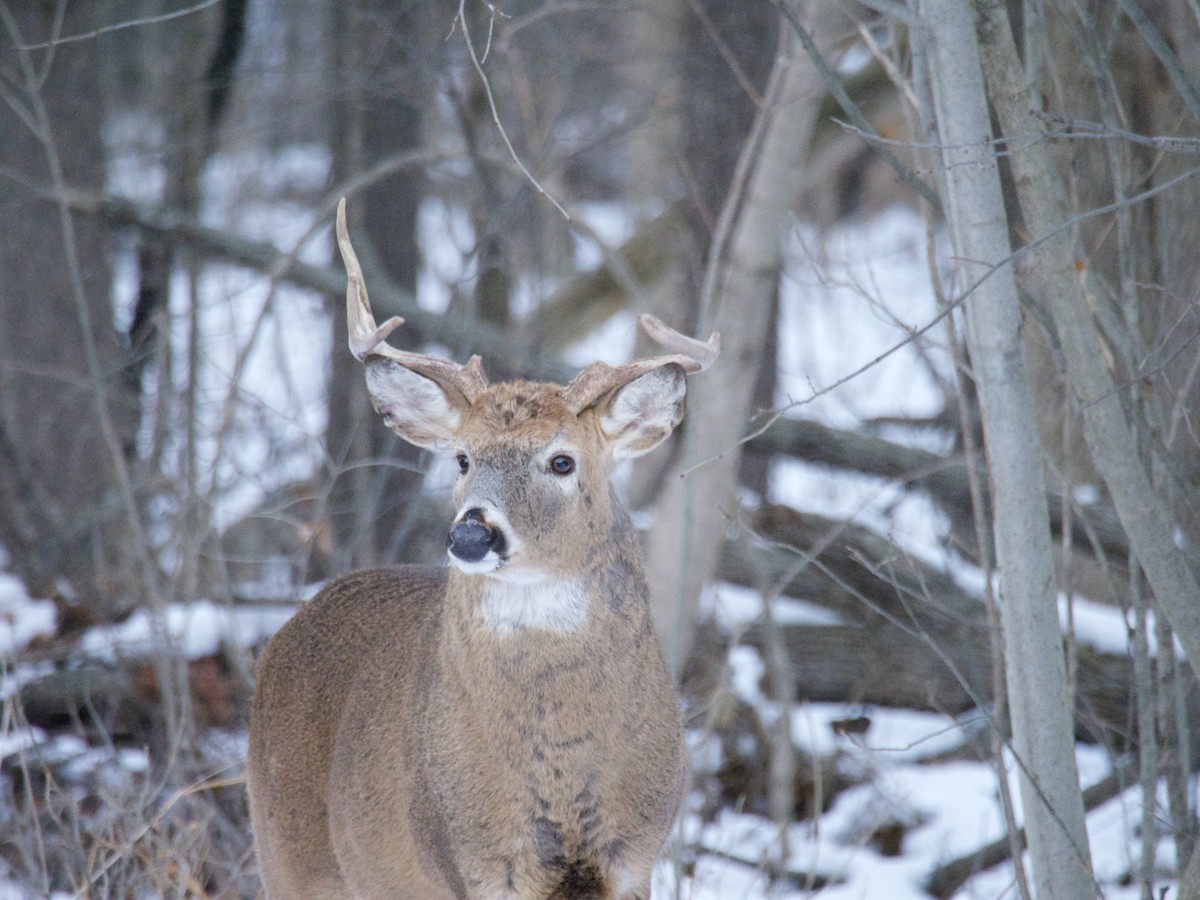 White-tailed Deer - ML646866441