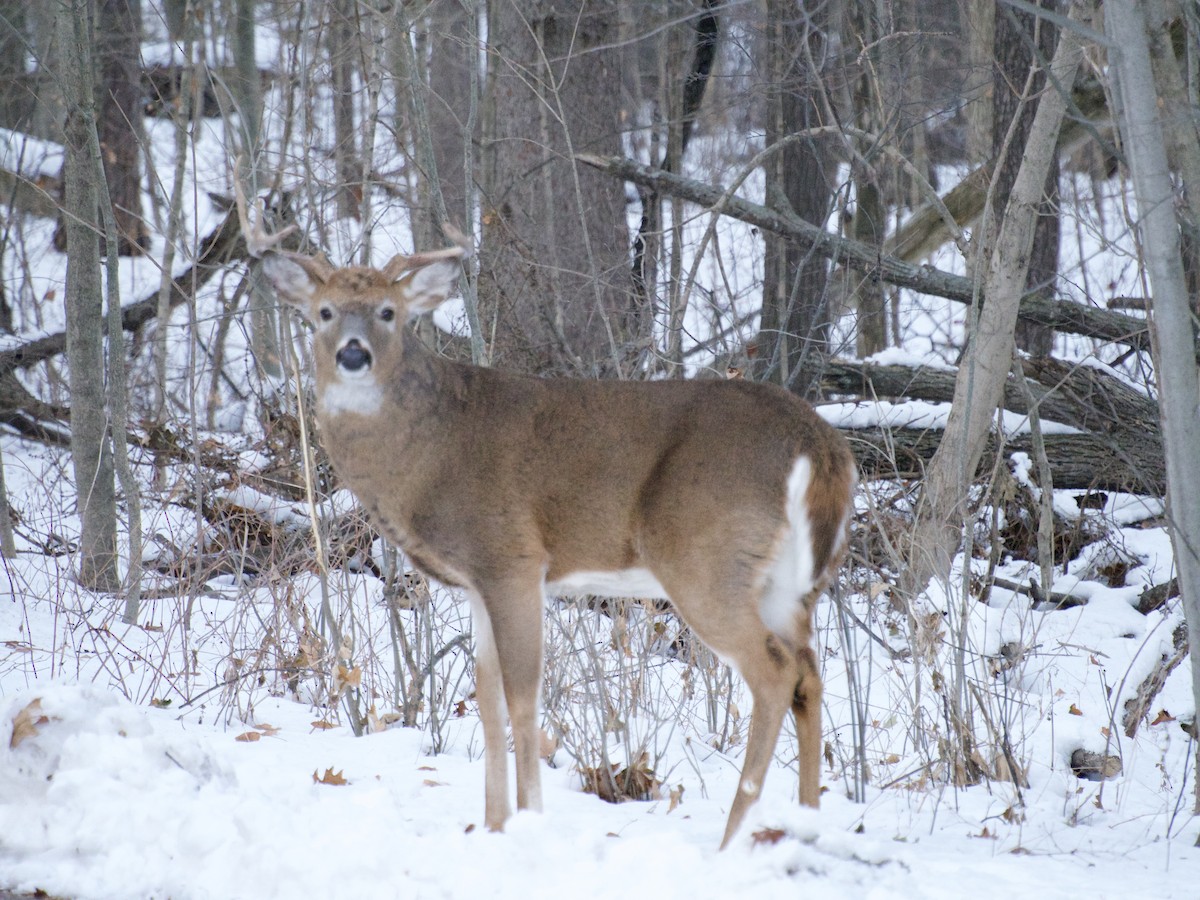White-tailed Deer - ML646866443