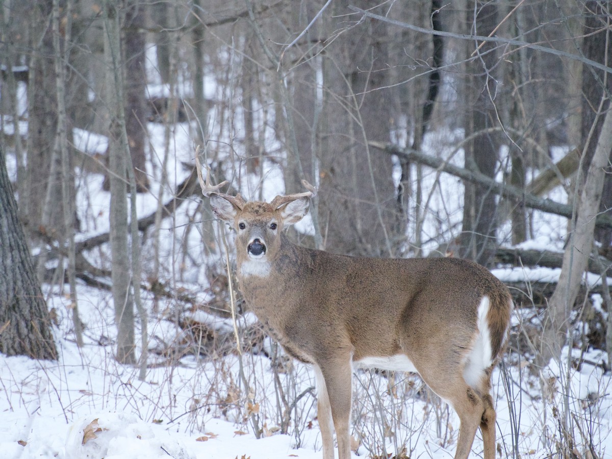White-tailed Deer - ML646866444