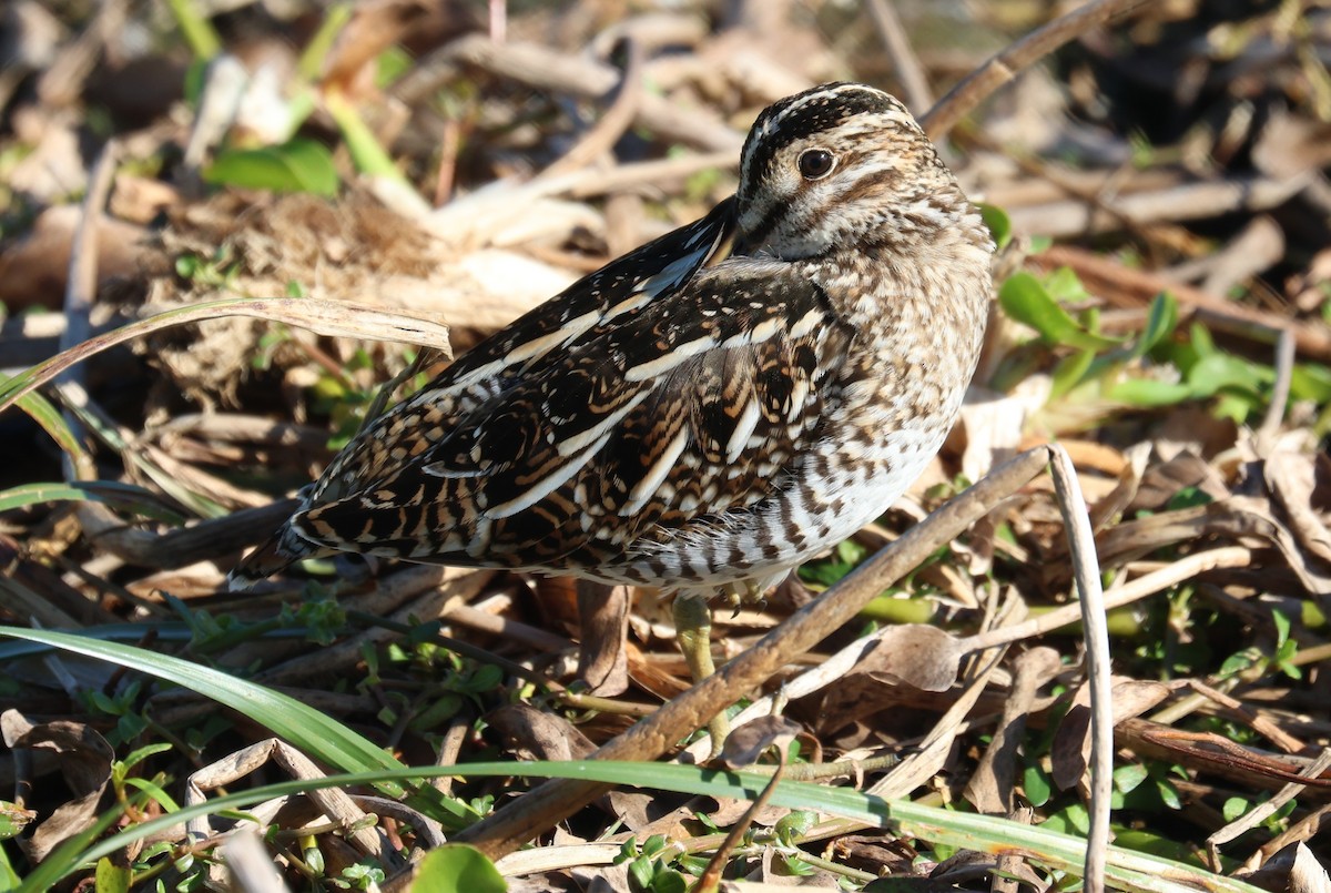 Wilsonbekassine - ML646866445