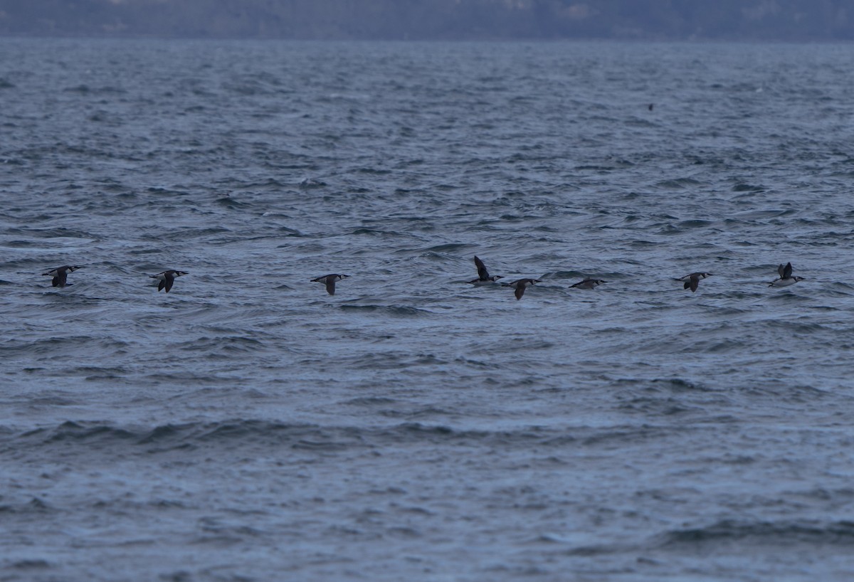 Arao Común - ML646866447