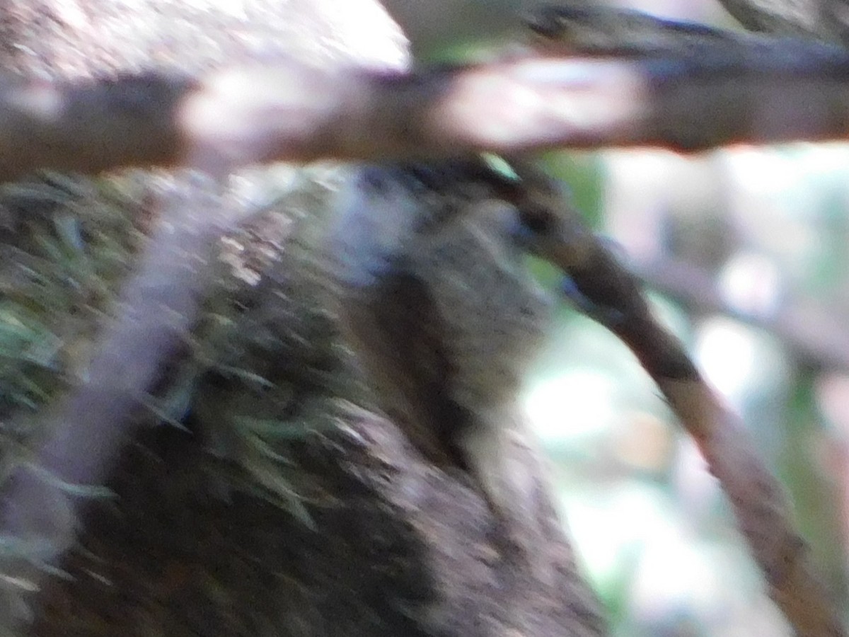White-barred Piculet - ML646866448