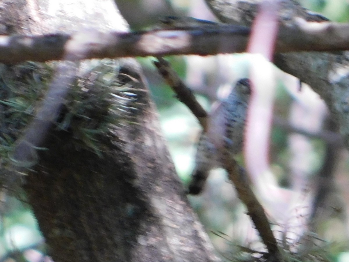 White-barred Piculet - ML646866449