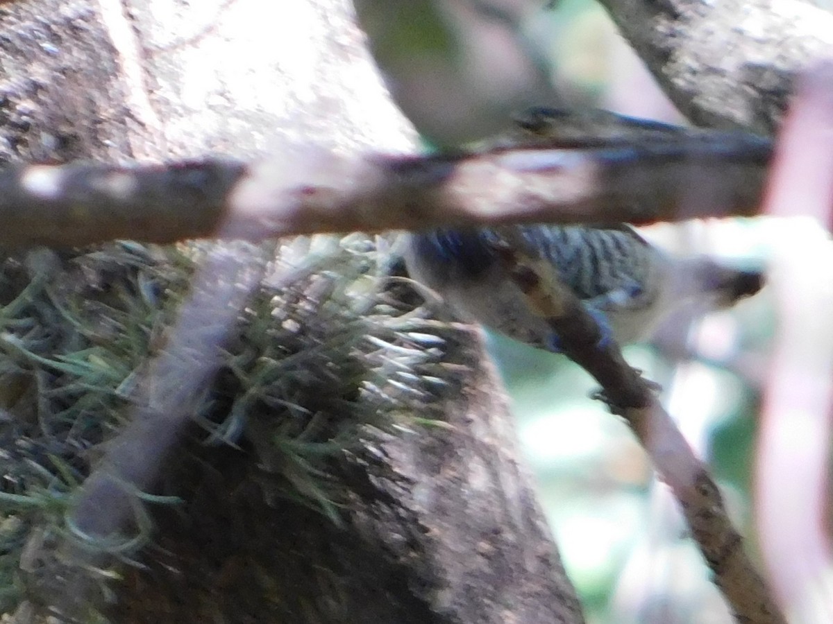 White-barred Piculet - ML646866450