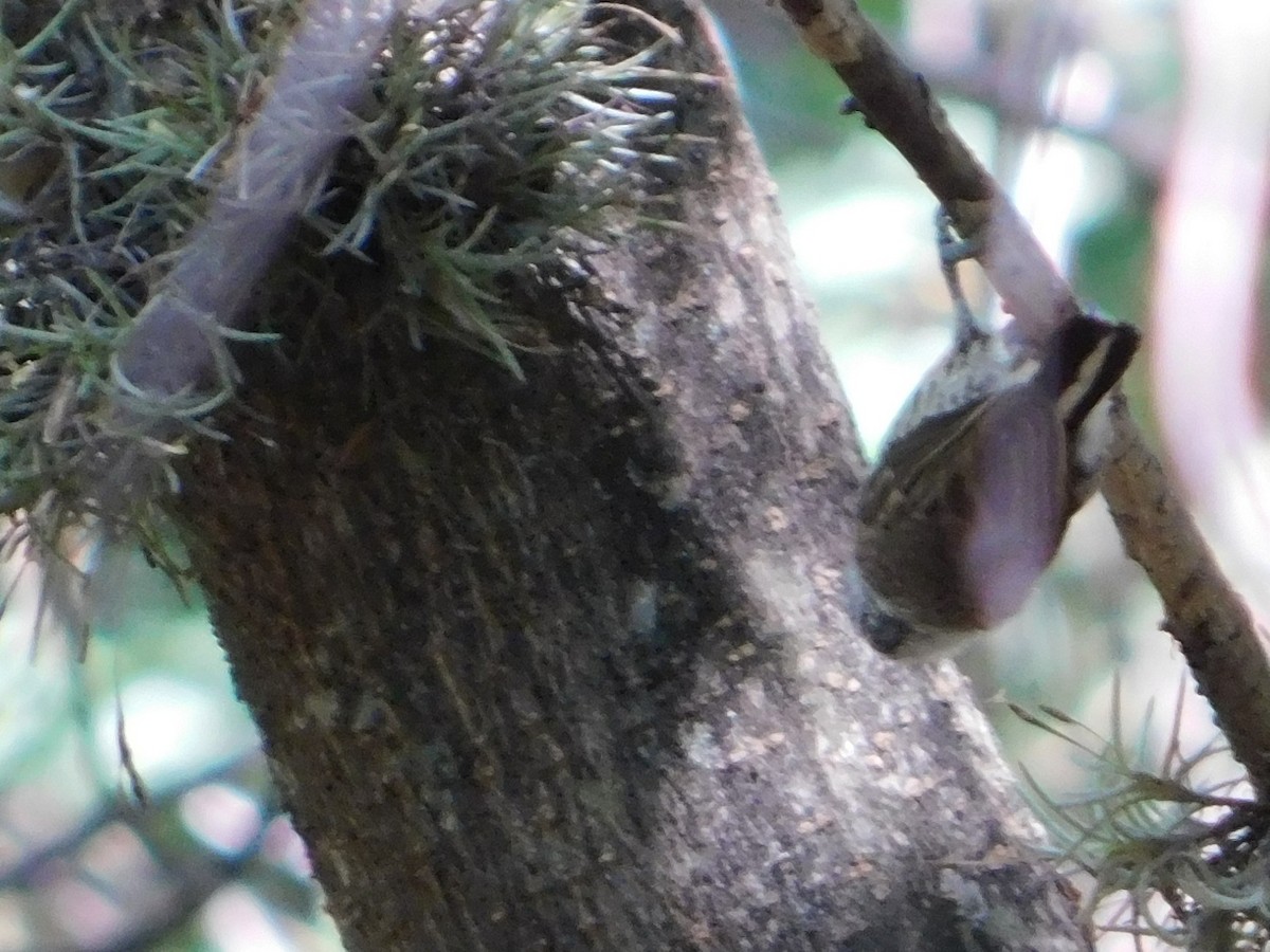 White-barred Piculet - ML646866451