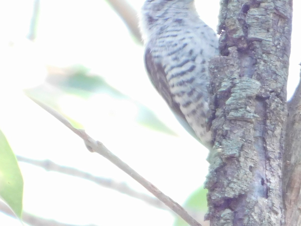 White-barred Piculet - ML646866452
