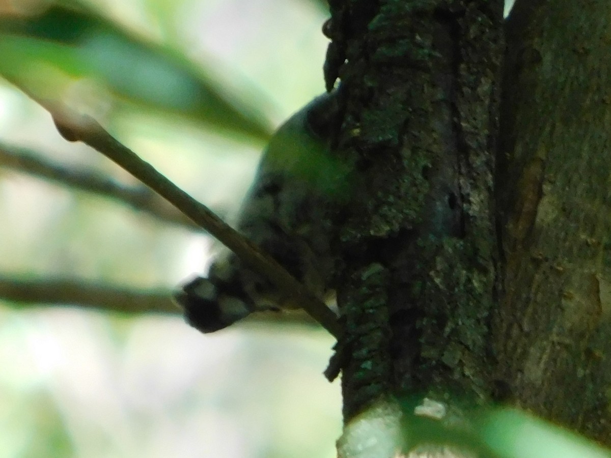 White-barred Piculet - ML646866453