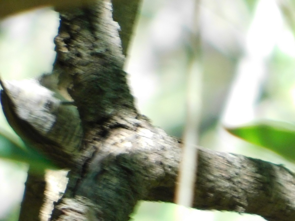 White-barred Piculet - ML646866454