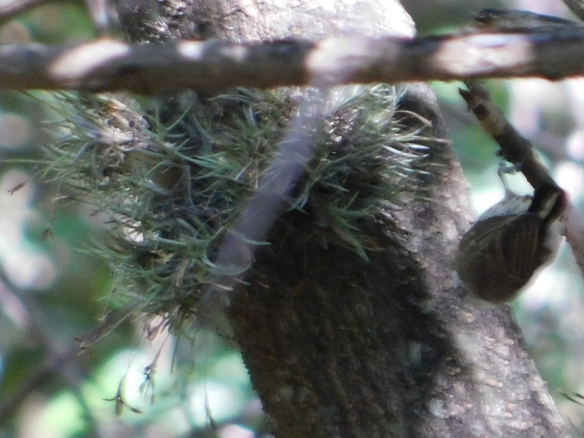 White-barred Piculet - ML646866455
