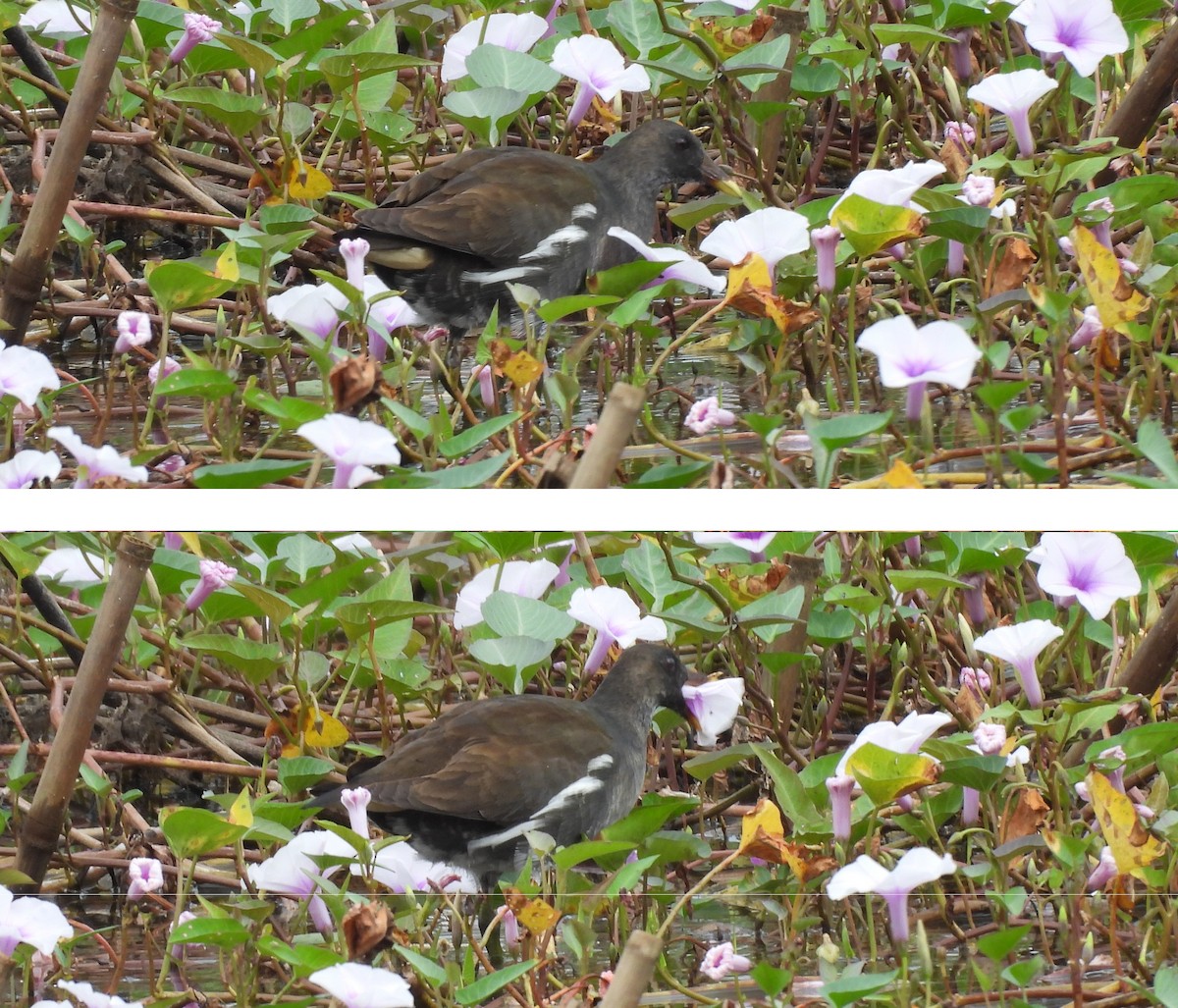 Sutavuğu - ML646866456