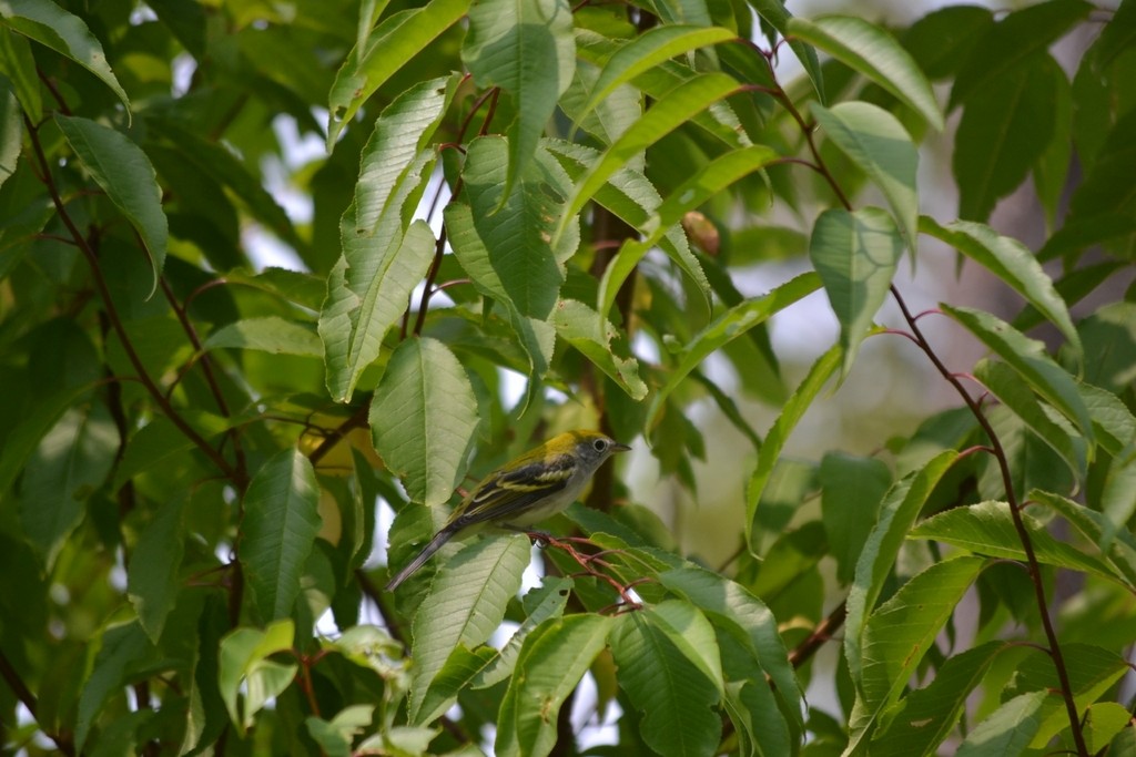 Chestnut-sided Warbler - ML646866465