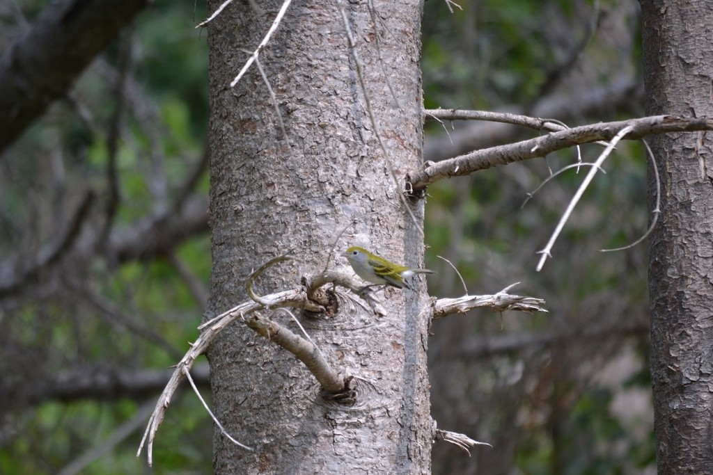 Chestnut-sided Warbler - ML646866466