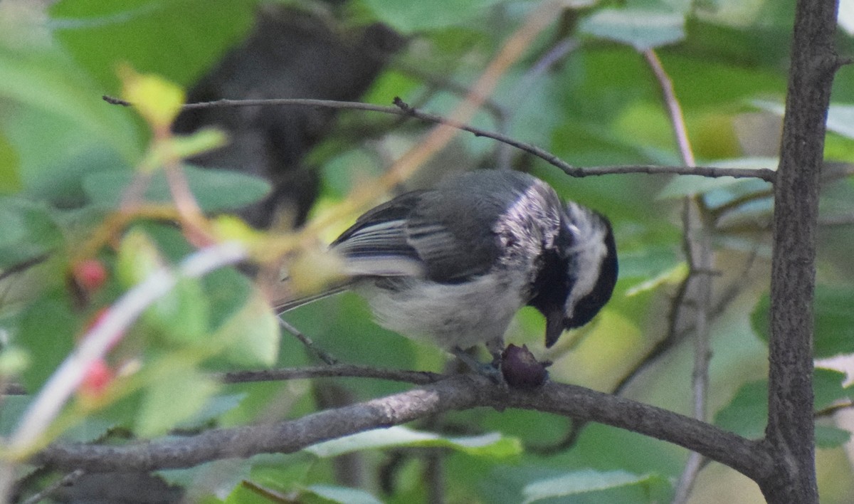 Black-capped Chickadee - ML646866472
