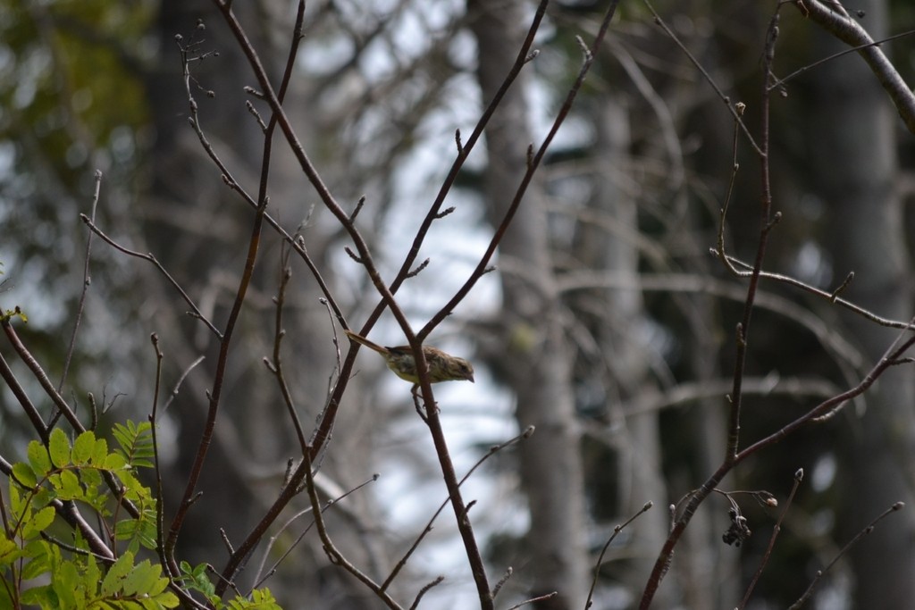 Palm Warbler - ML646866474