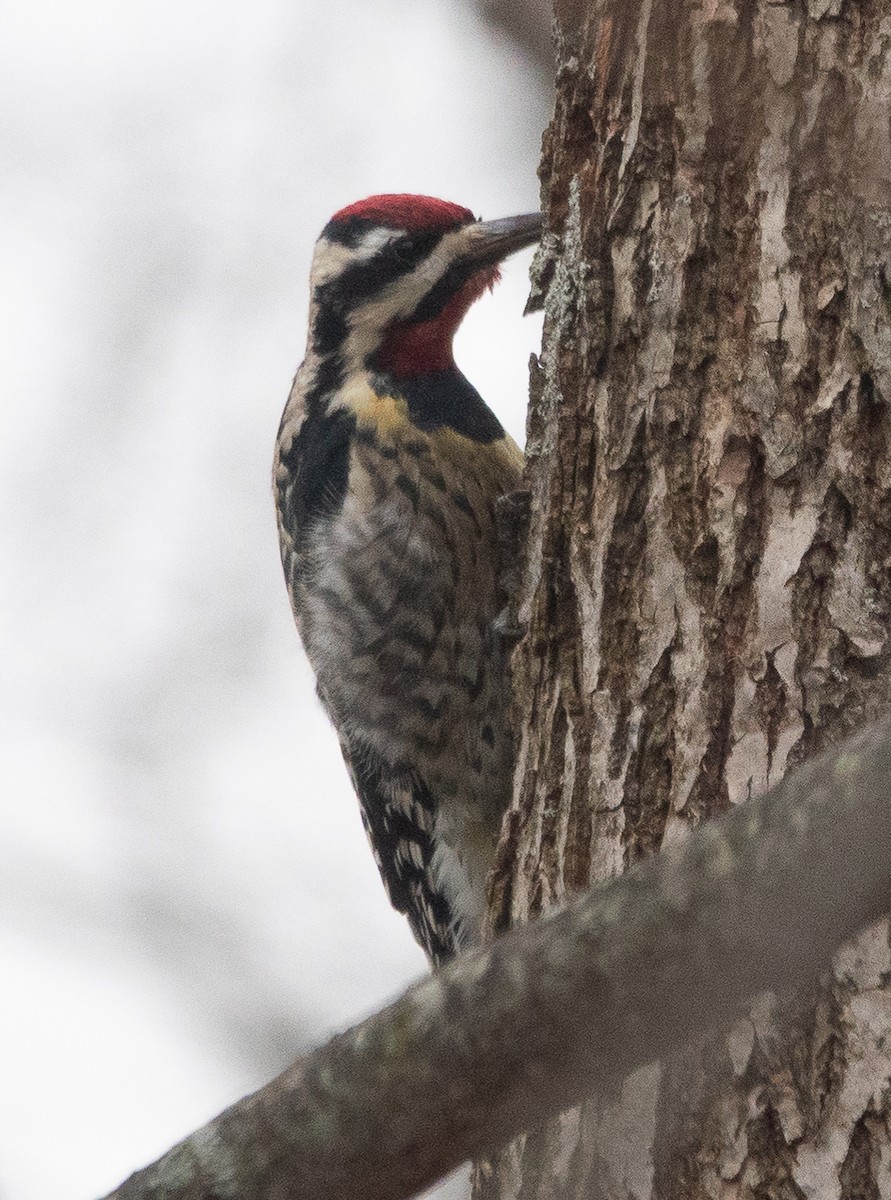 Yellow-bellied Sapsucker - ML646866477