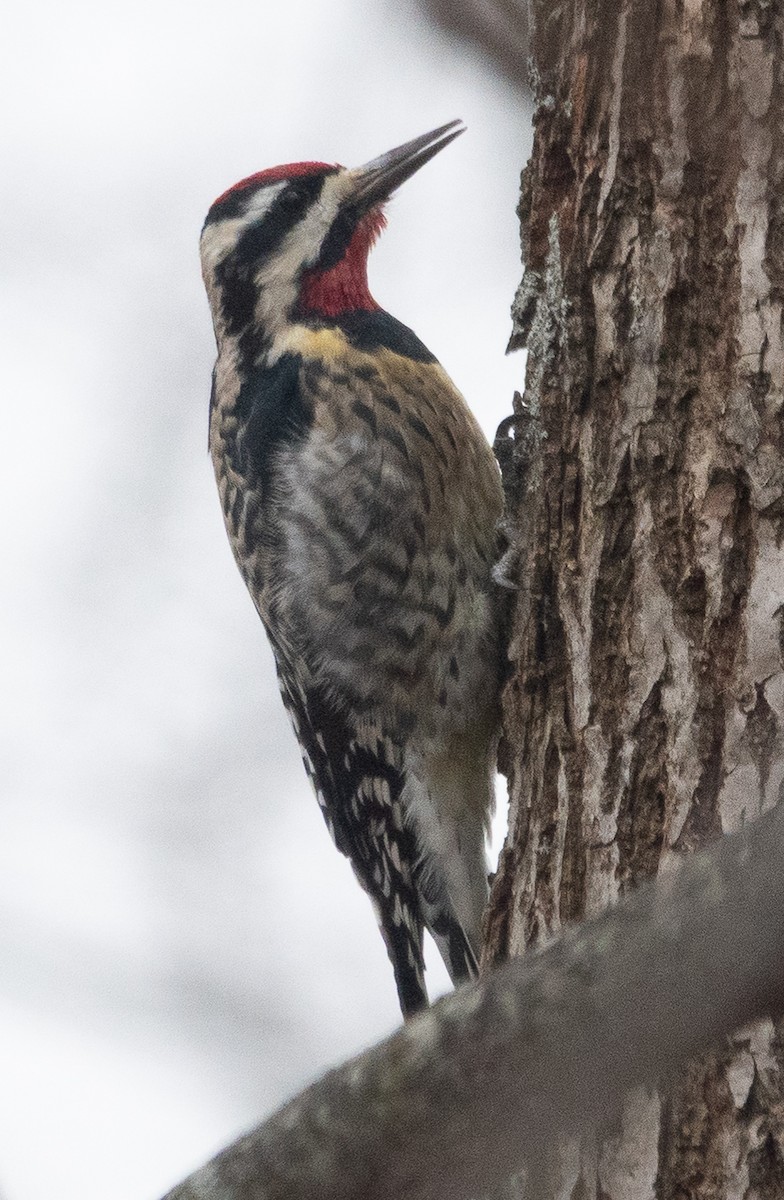 Yellow-bellied Sapsucker - ML646866478