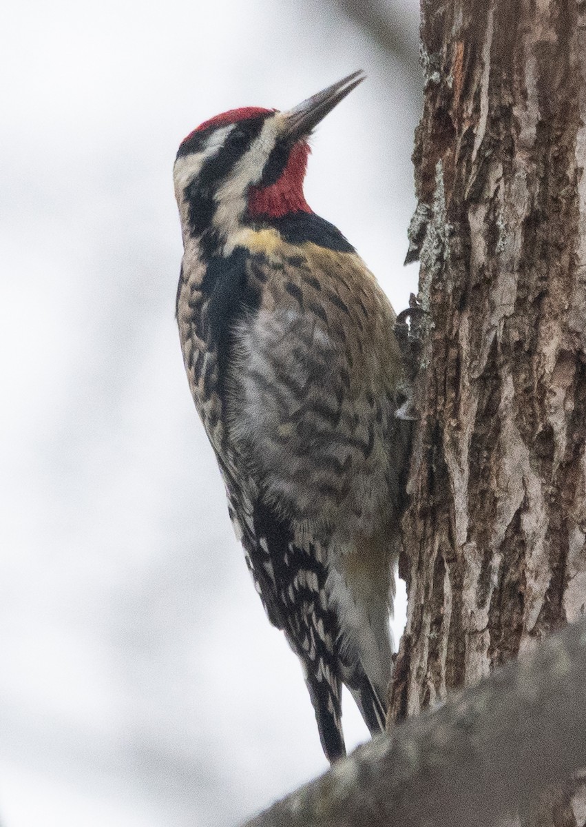Yellow-bellied Sapsucker - ML646866479