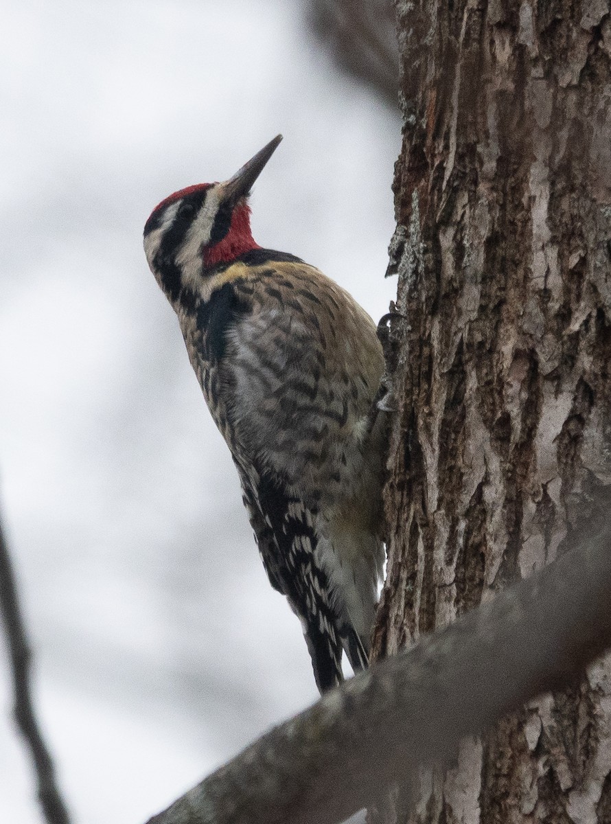 Yellow-bellied Sapsucker - ML646866480