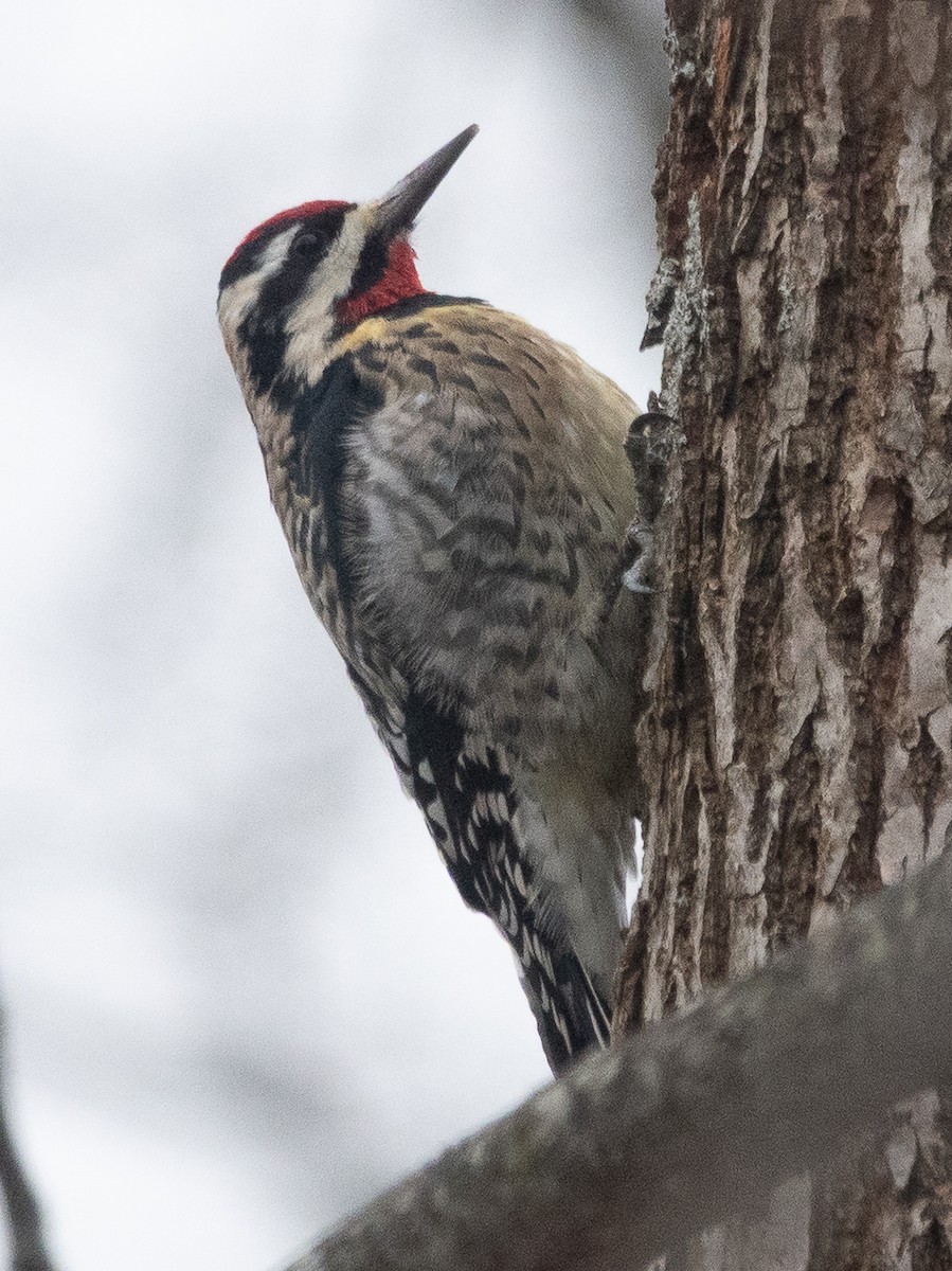 Yellow-bellied Sapsucker - ML646866481