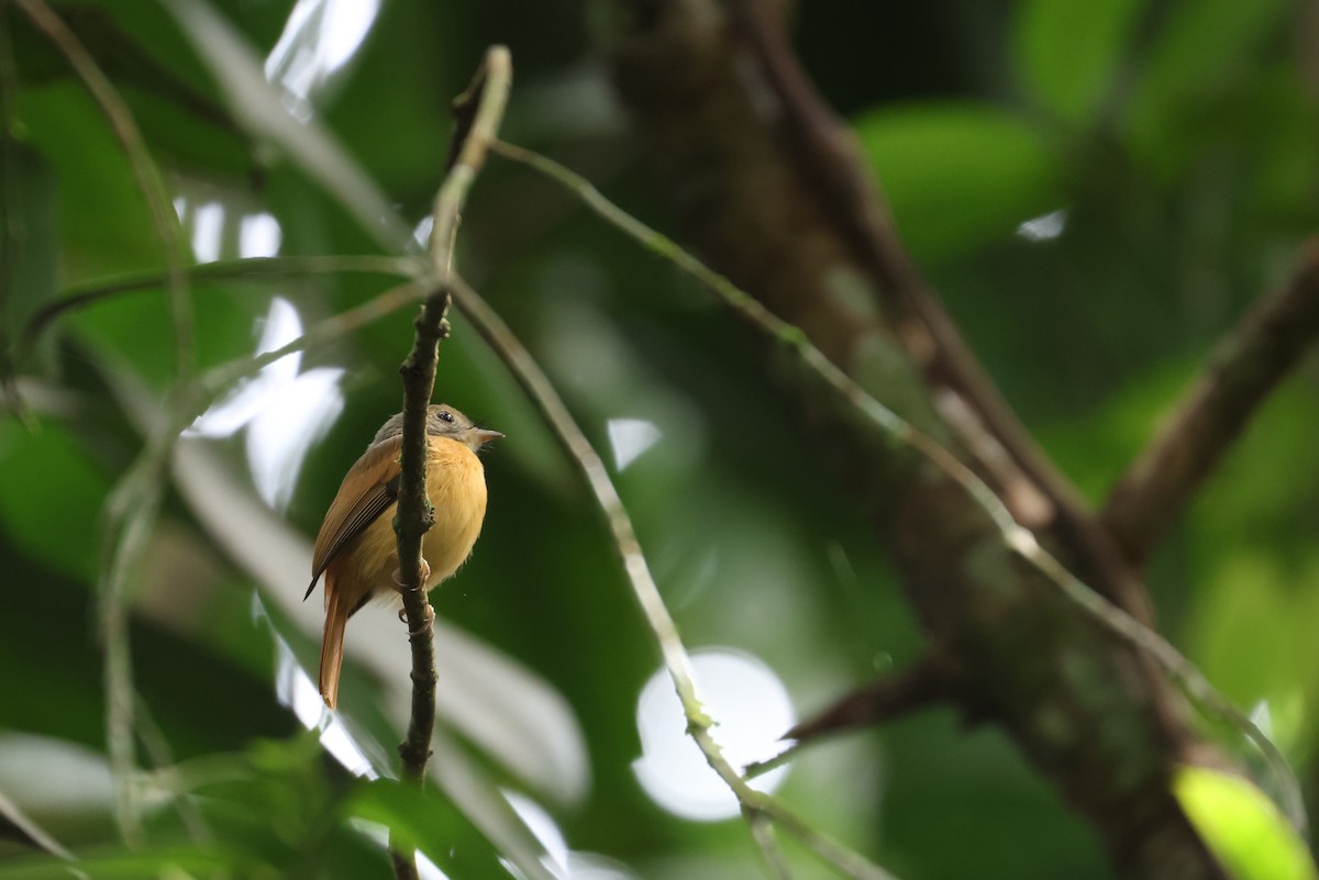 rødstjerttyrann - ML646866484